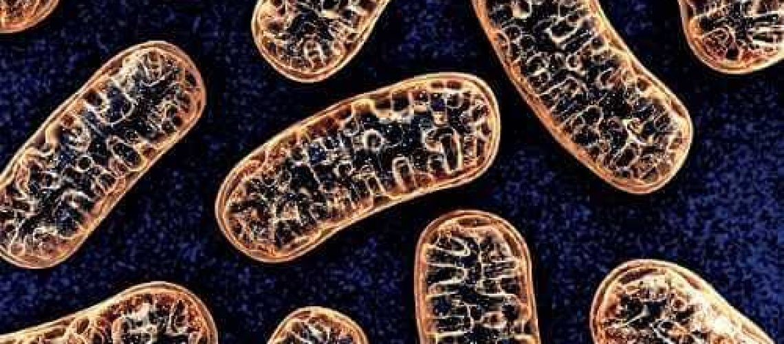 was sind mitochondrien?